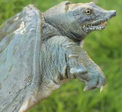 春季是吃中华鳖最好的季节